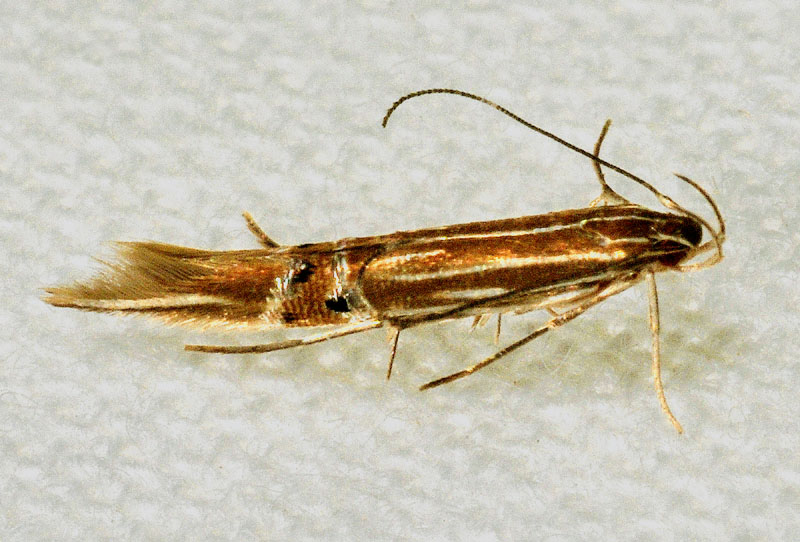 Cosmopterix lienigiella